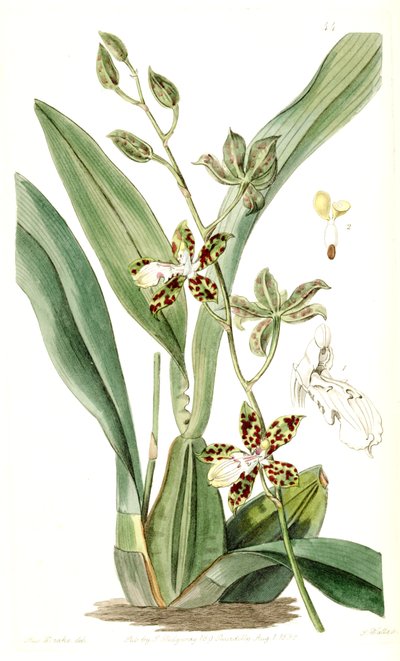 Oncidium maculatum - Miss Drake